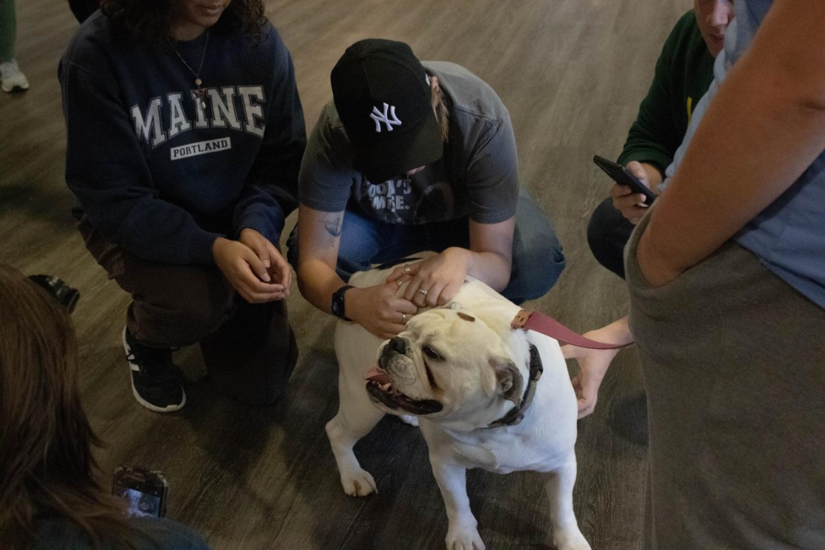 Therapy Dogs Come to Campus!